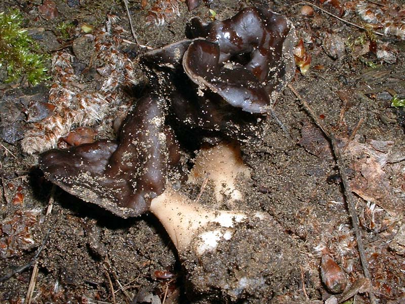 Helvella spadicea